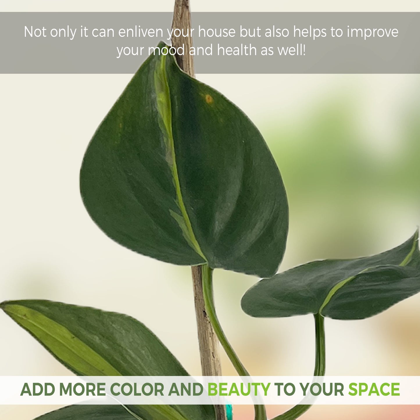 LEAL PLANTS ECUADOR Philodendron Brazil (Pack of 2)|Golden Pothos Brazil| Jade Pothos Brazilian Live Houseplants, Perfect for Home Decor, Unique Gift for Plant Lovers