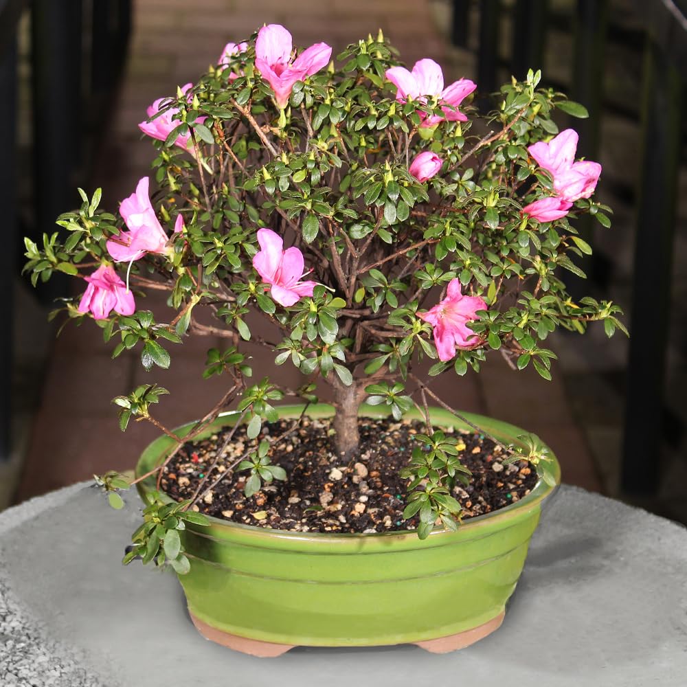 Brussel's Bonsai - Live Satsuki Azalea Flowering Bonsai Tree in Ceramic Bonsai Pot, Outdoor Bonsai Tree Live Plant, 8 Years Old, 10-14 Inches Tall, Easy Care Plant for Patio Garden (Large)