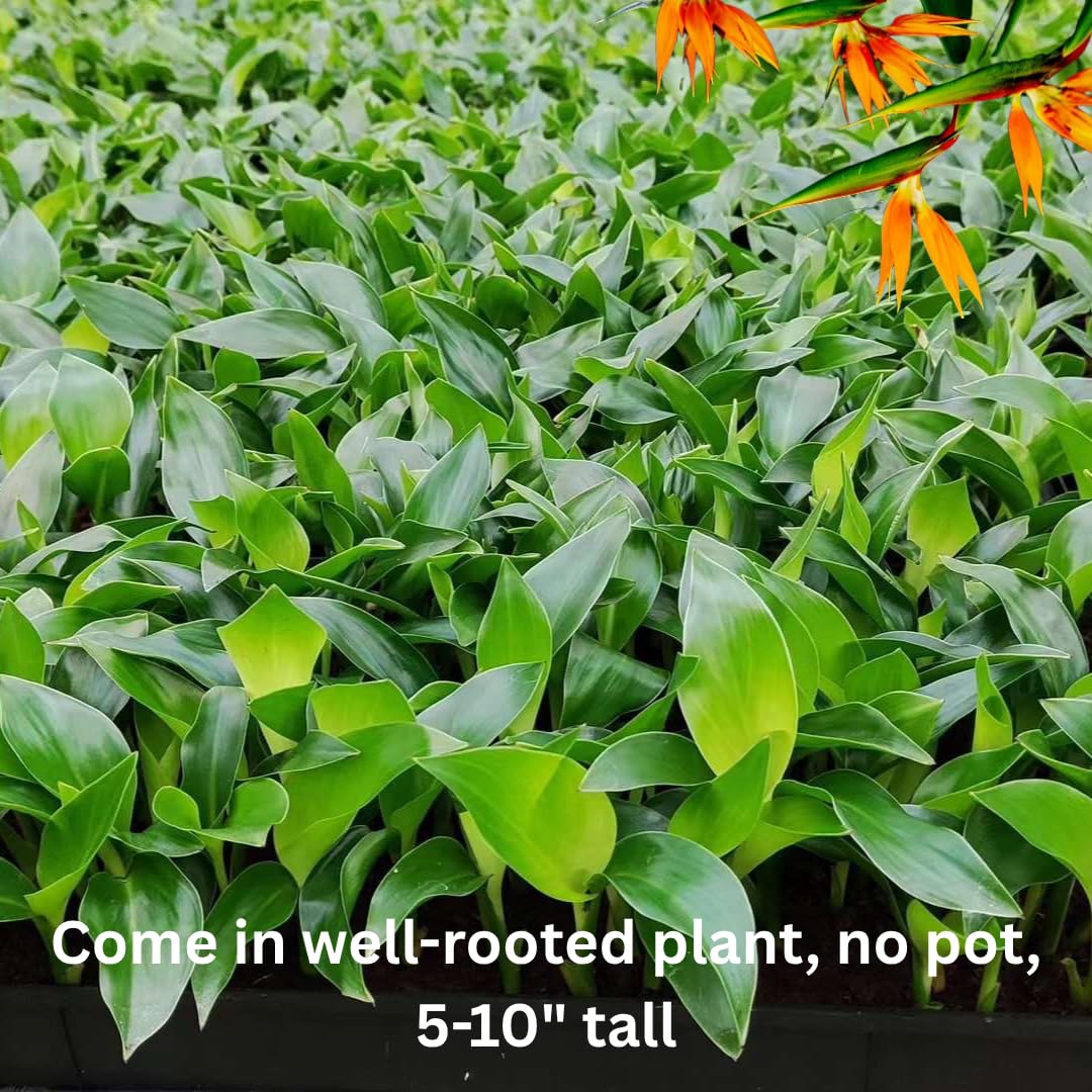 Bird of Paradise Live Plant to Grow, 5 to 9 Inches Tall, Strelitzia Reginae Bird of Paradise, Tropical Outdoor Plant (Orange Bird of Paradise)