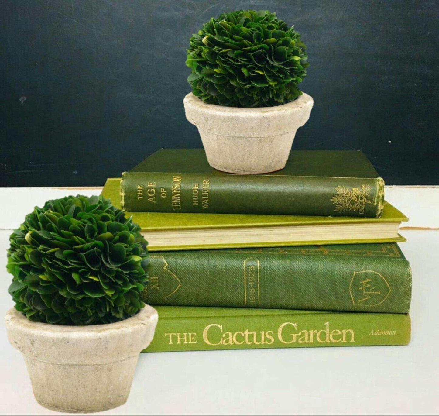 Serene Spaces Living Preserved Boxwood Ball with Small Pot – Boxwood in Planters, Preserved Plant for Boxwood Table Decor, Centerpiece, Measures 5.5" Tall & 4" Diameter, Single