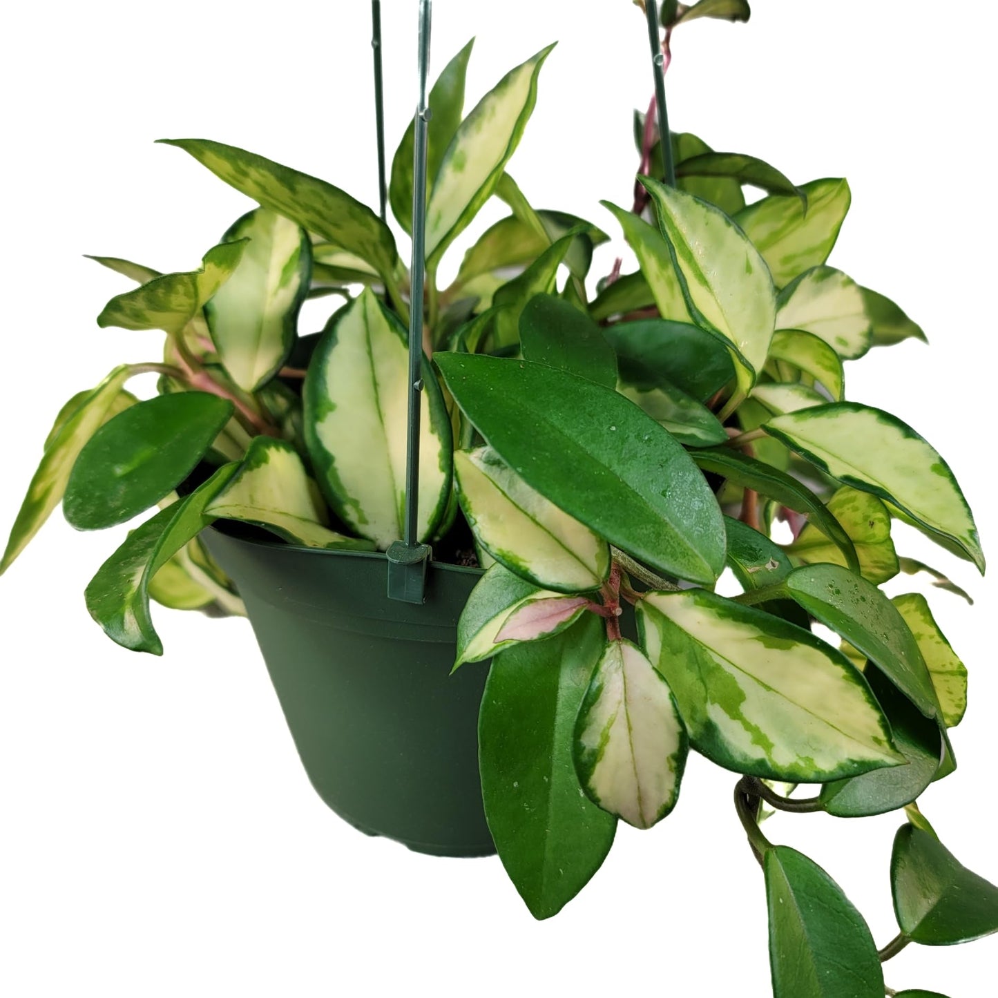 Hoya Krimson Princess, Hoya Carnosa Vareiagata, Live Hoya Plant, Live Arriaval Guarantee! (4" Pot with 2 or More Plants)
