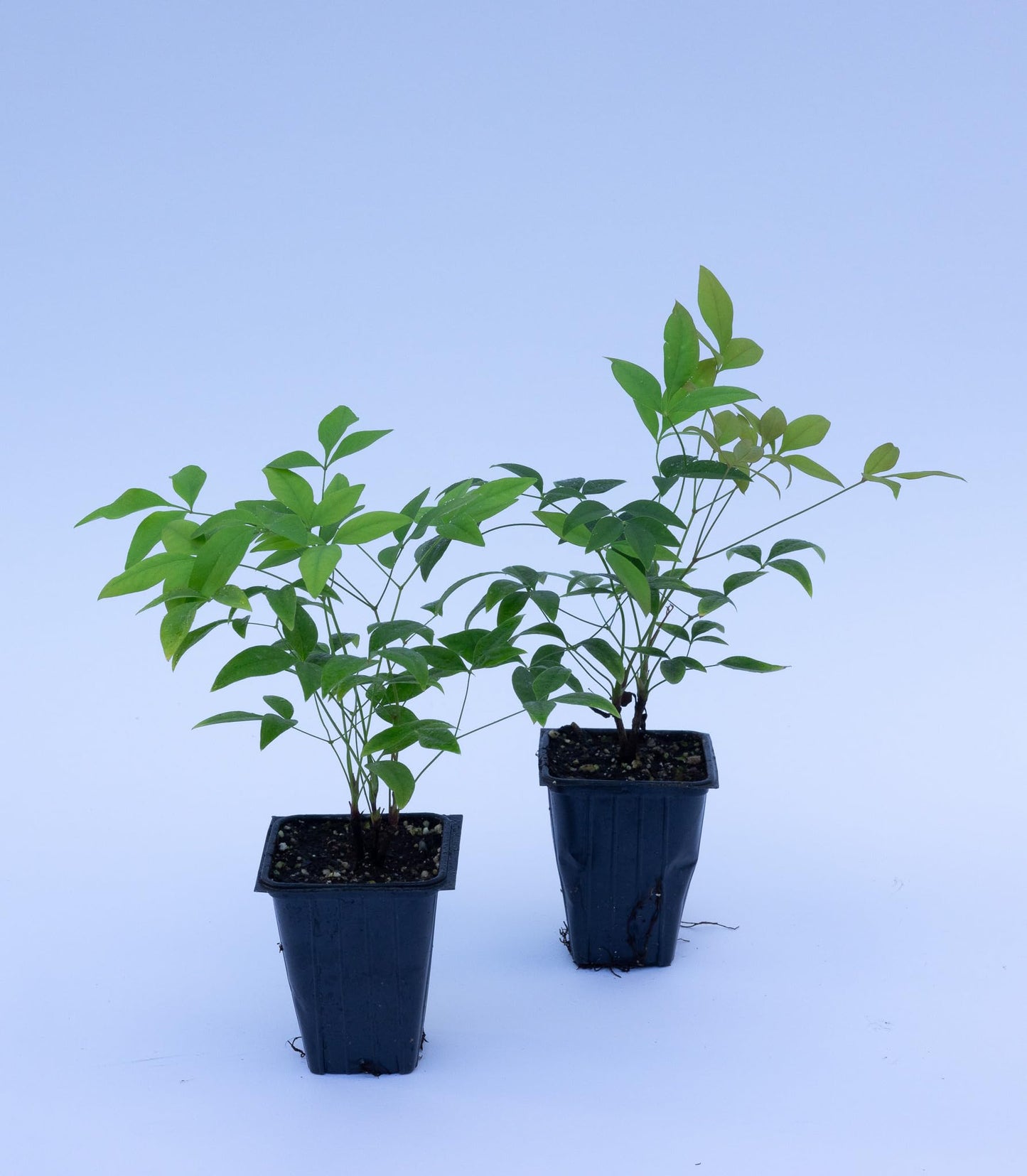2 Heavenly Bamboo, Live Plants (Nandina Domestica), 2.5” Nursery Cubes, Striking Foliage