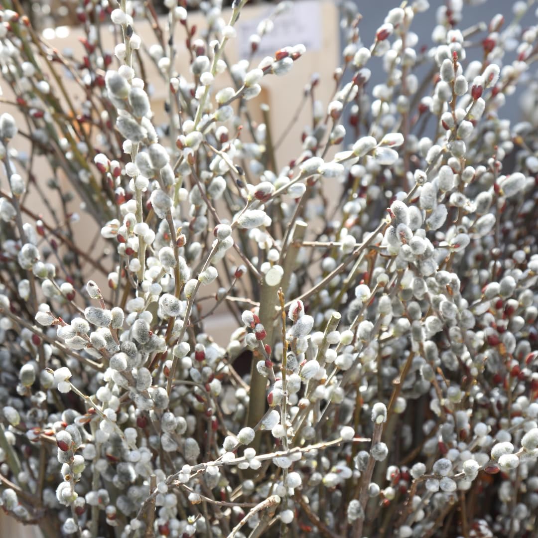 2 Dormant French Pussy Willow Trees Live Plants 6-12", Bare Root, Fast-Growing Cold Hardy, Dormant in Winter, 1 Year Old Willow