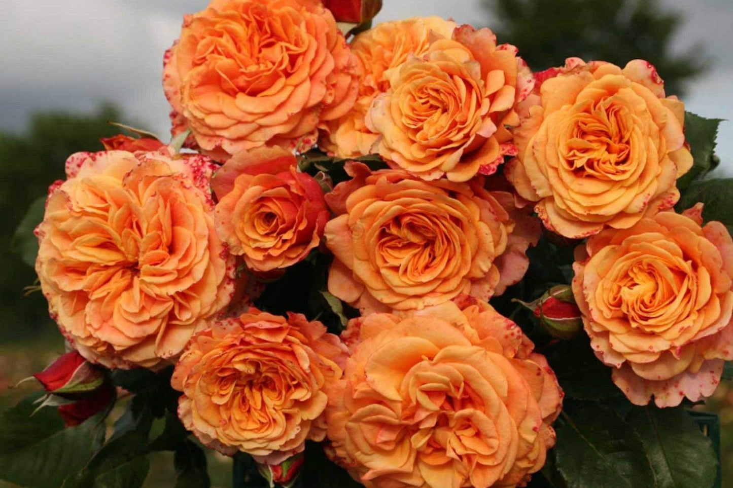 Crazy Love Rose 1.5 Gallon Potted, Own Root Live Plant, Orange Flowers Heavy Reblooming Floribunda, Stargazer Perennials