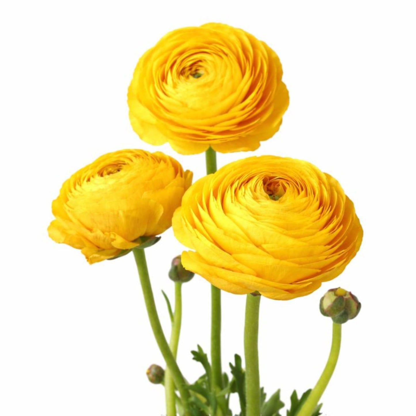 Easy to Grow Yellow Ranunculus 10 Flower Bulbs - Spring Bright Yellow Tecolote Buttercup Blooms in Sun, Carlsbad Flower Fields, Great for Cutting