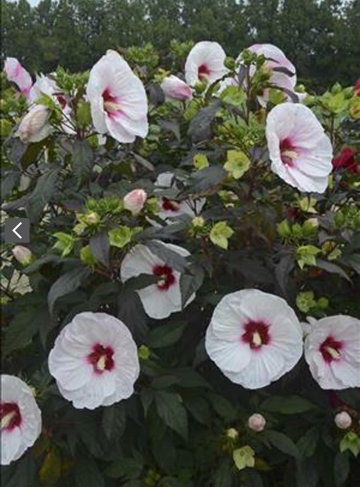 Live Plant - Mocha Moon Hibiscus moscheutos-Small Rooted Starter Plant-Huge 8-10” Blooms