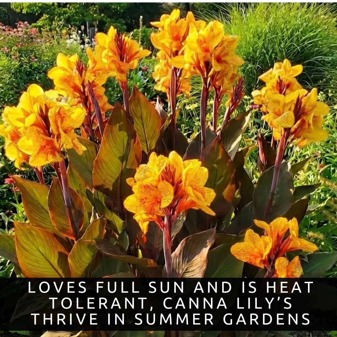 Louis Cottin Canna Lily Premium Bulbs – Bright Yellow Blooms with Red Accents – Compact 3–4 Ft Tropical Summer Flowers for Garden & Containers (3 Bulbs)