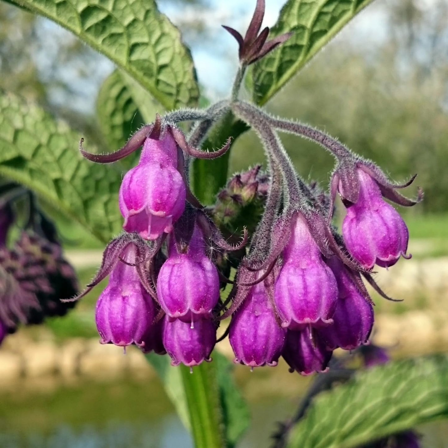 12 Comfrey Plant Roots Fast-Growing, High Yields Bocking 14 Comfrey Plant Live Roots, Perennial Herb Plant