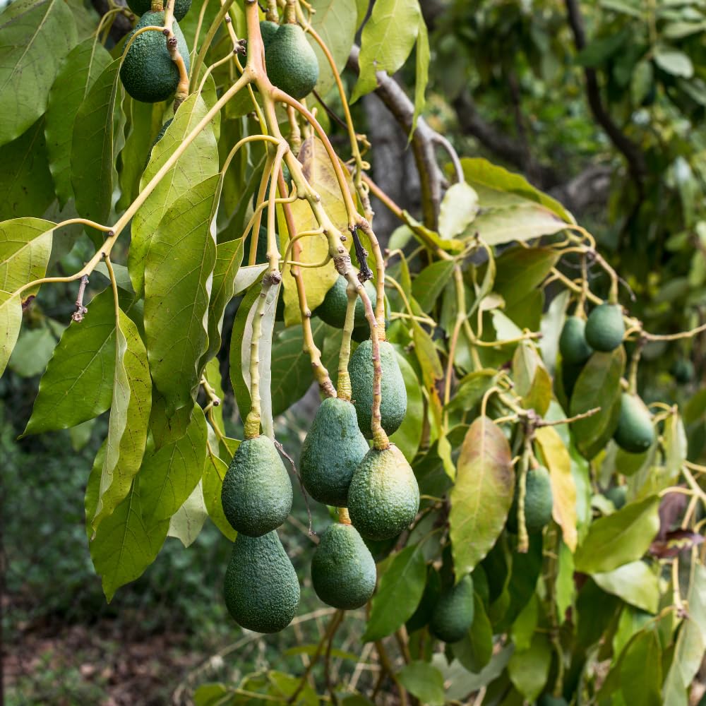Live HASS Avocado Tree, Avocado Seedlings from 1 to 2 Feet Height, 3 Gal Pot for Edible Gardening, No Shipping to CA