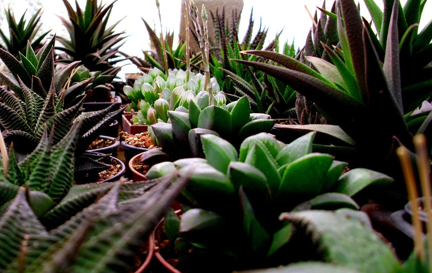 Indoor Fairy Garden Terrarium Houseplant Collection - 6 Live Plants in 2 Inch Pots - Grower's Choice Based on Health, Beauty and Availability - Florist Quality Air Purifying Indoor Plants