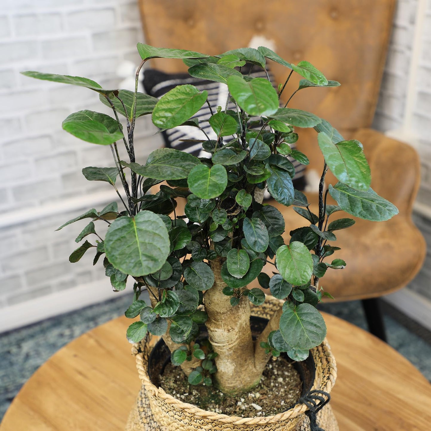 Rare Live Aralia 'Fabian Stump' in 8" Grower Pot, Unique Houseplants, Exotic Foliage for Home or Office, Air Purifying Easy Plant to Grow for Beginners by Plants for Pets