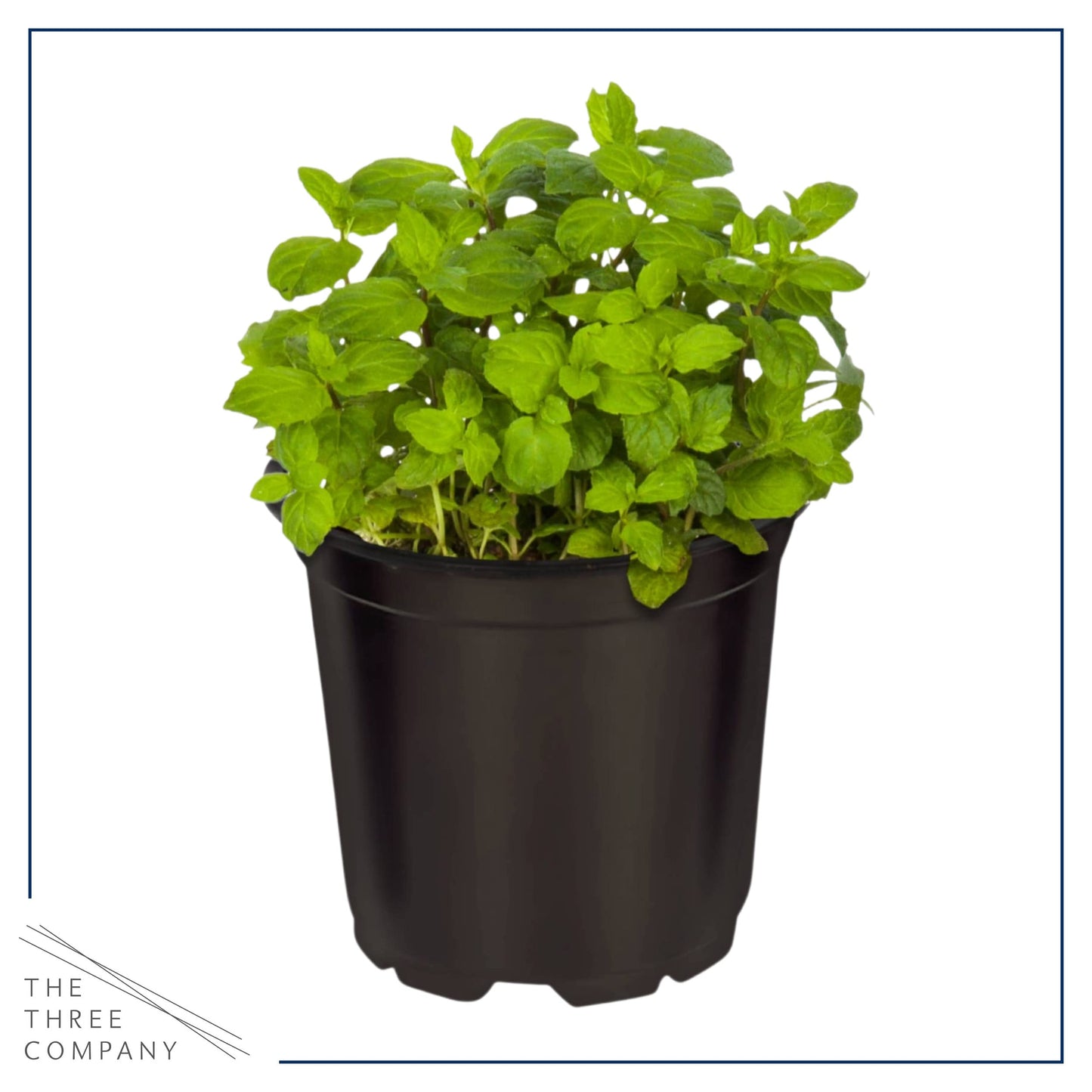 Live Aromatic and Edible Herbs - Assorted Varieties (4 Per Pack) - Lemon Verbena, Eucalyptus, Mint, Lavender - 6" Tall by 3" Wide in 1 Pint Pot