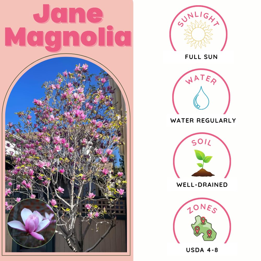 Jane Magnolia Tree Live Plant, 2-3' Tall in 3 Gallon Pot, Hardy Fragrant Flowering Magnolia Plants for Outdoor Gardening, No Ship to CA