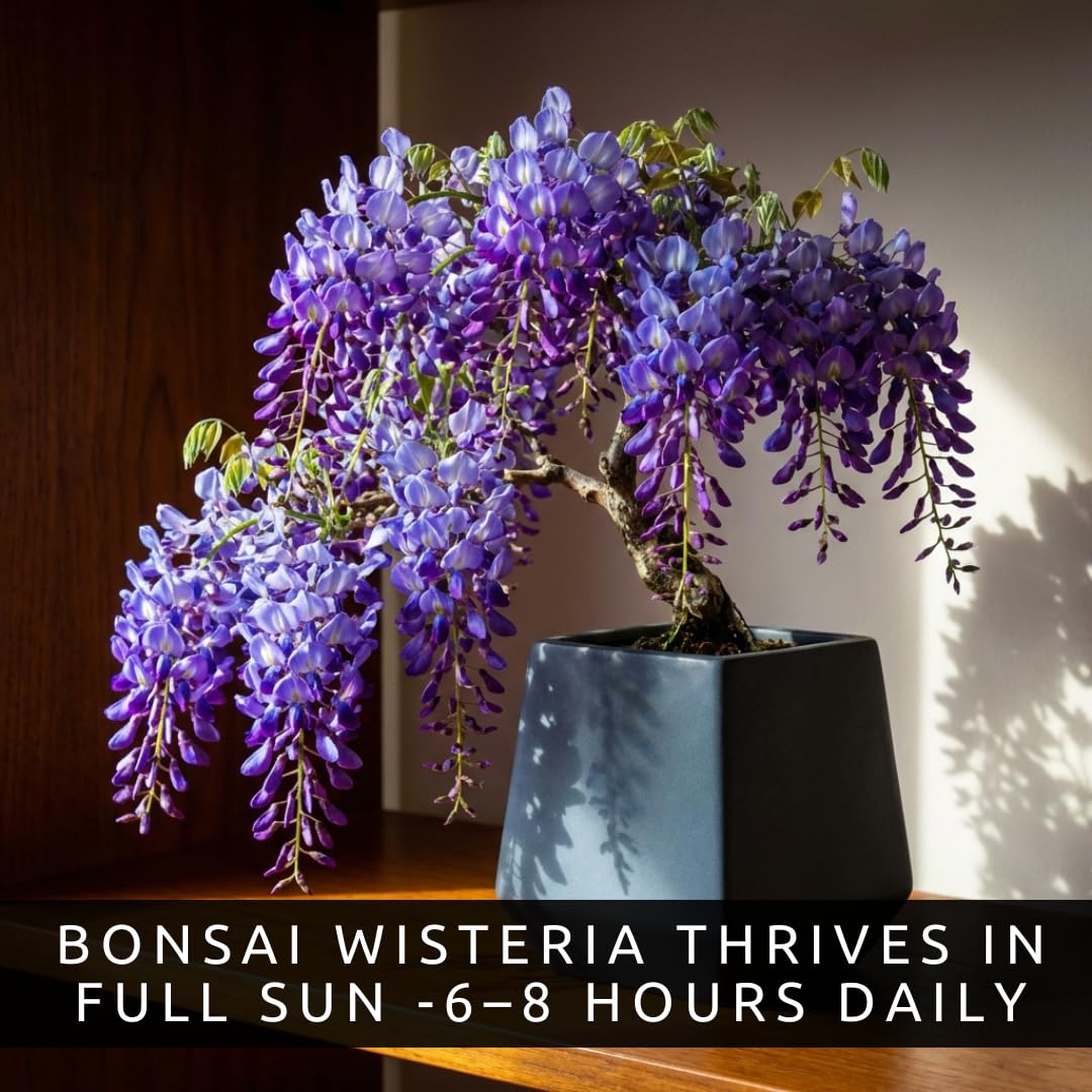 Wisteria Bonsai Starter Tree (1 Year Old Live Plant) – Wisteria Floribunda Seedling – Fast Growing Flowering Vine for Bonsai Training – Outdoor/Indoor Bonsai Tree Starter Kit Plant