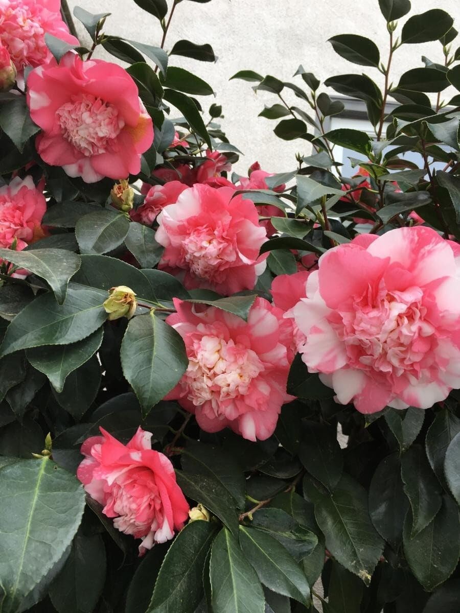Live Plant - Faith Variegatedunique Bloomcamellia Japonica-Live Starter Plant