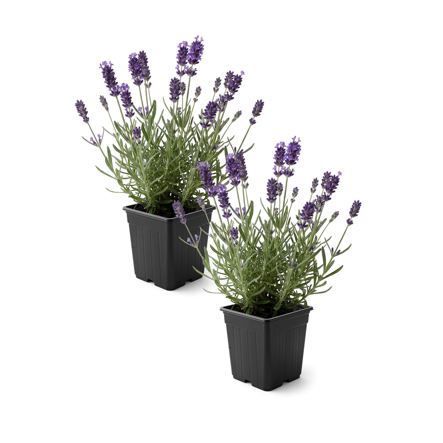 Live Lavender 2-Pack – Purple – Fragrant Sun Perennial Herb, Pollinator Friendly, 10” Tall, 1 Qt Pot