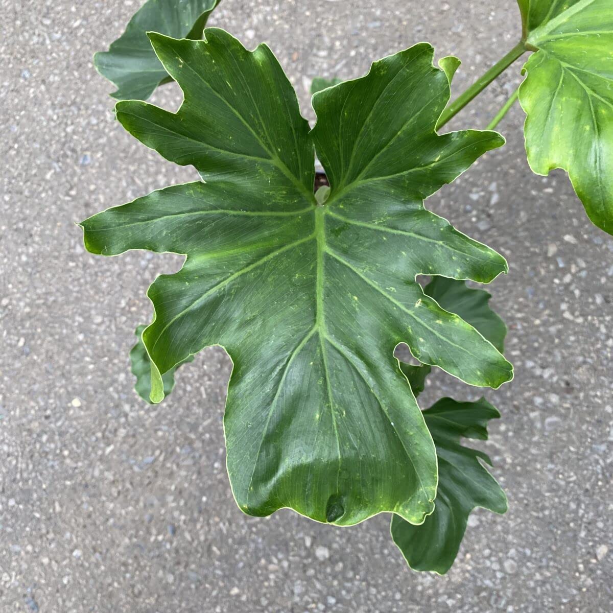 Philodendron Hope - Live Starter Plant - Thaumatophyllum Bipinnatifidum - Rare and Elegant Indoor Houseplant
