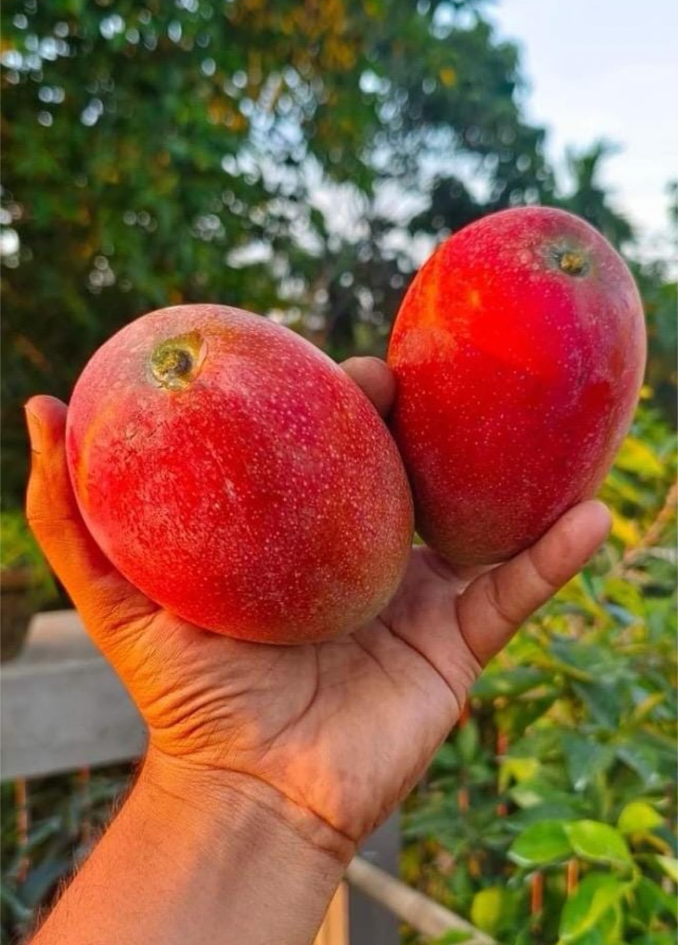 Grafted Mango Miyazaki/Egg of The Sun/Live Tree(2ft) Mangifera Injertado Plant