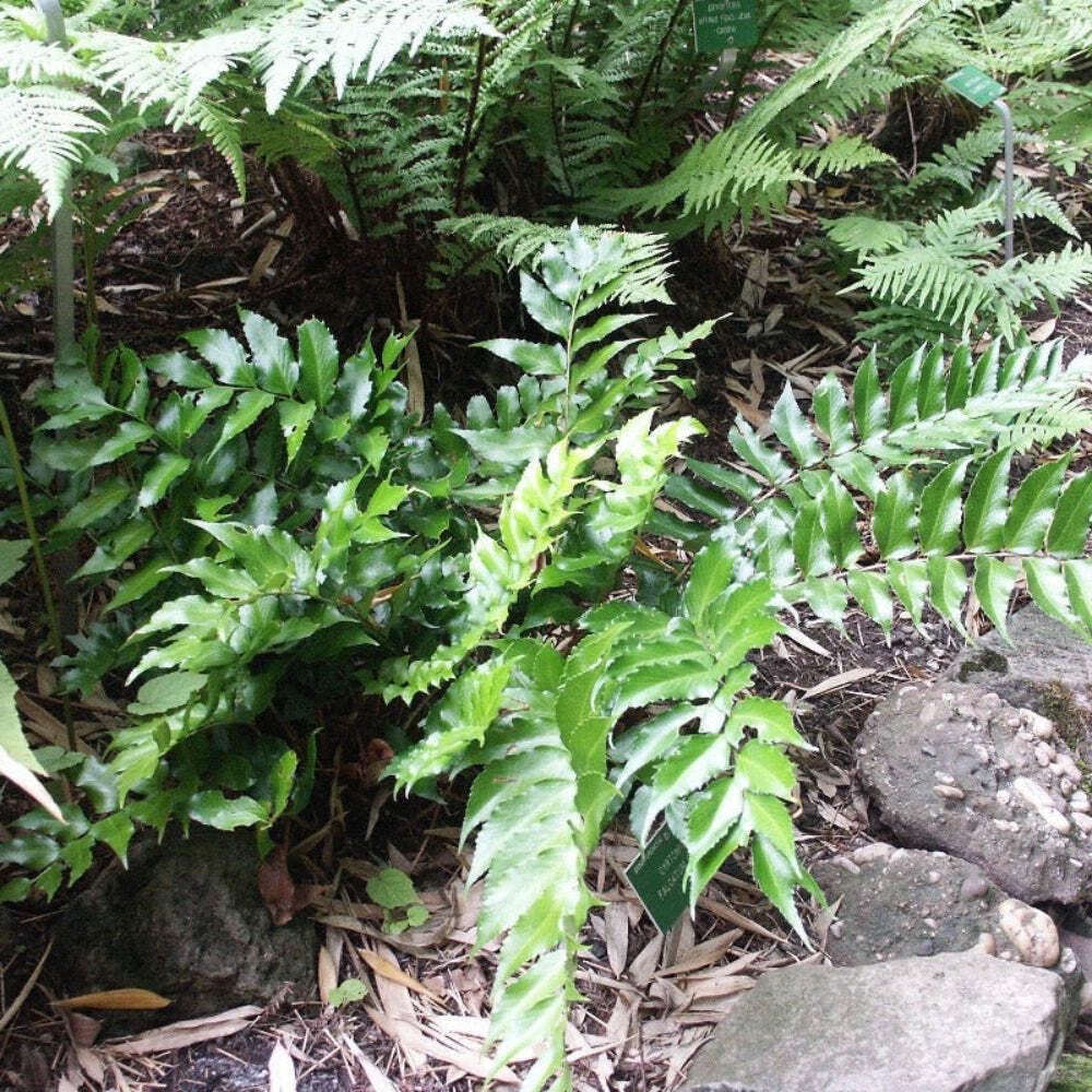 Fern-C. Japanese Holly Fern (1 Gallon)