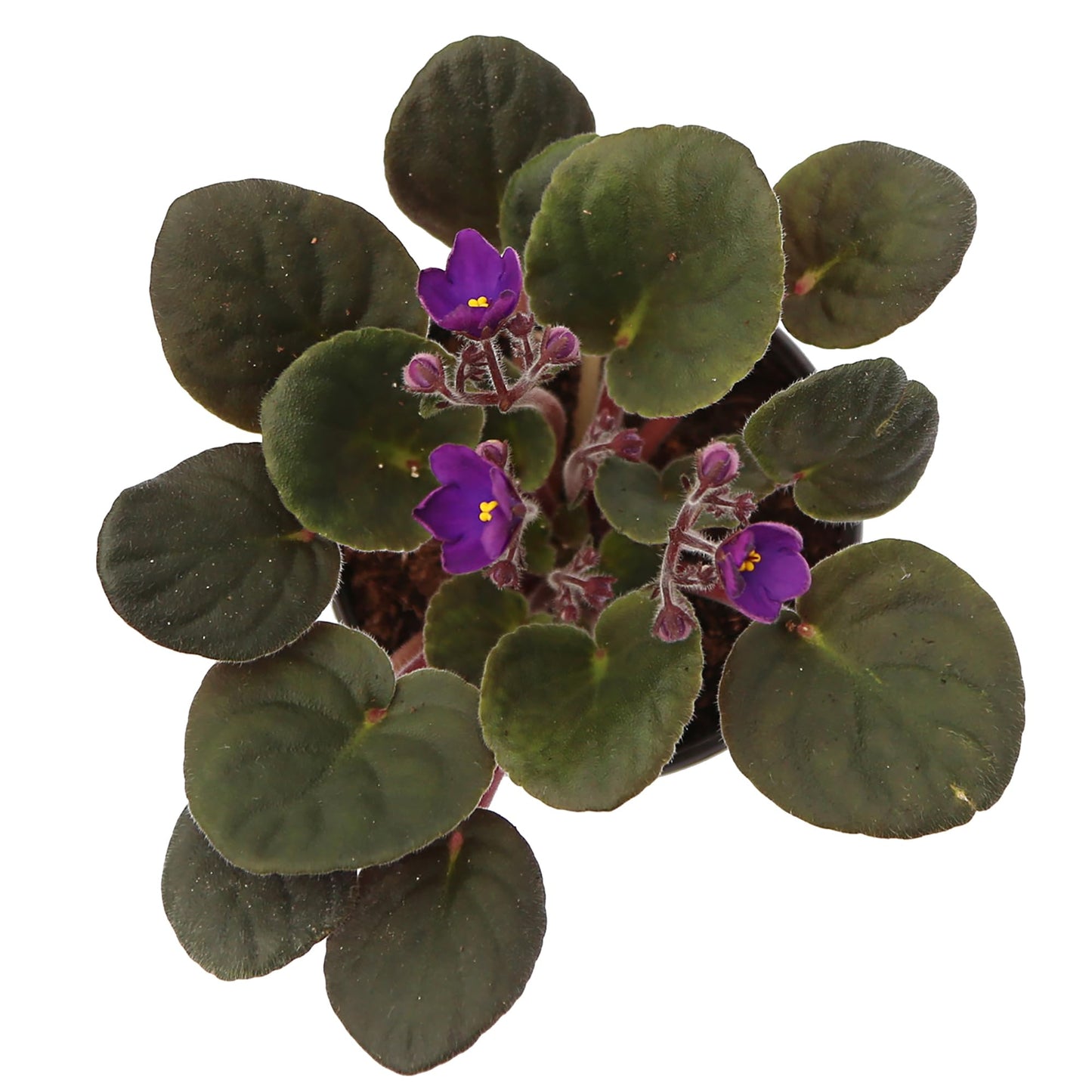 Live Combo 4 Plants African Violets, Blooming Plant, Plant Lover Gift, Housewarming Gift, Birthday Gift, Floral Arrangements, Thank You Gift in 4" Pots