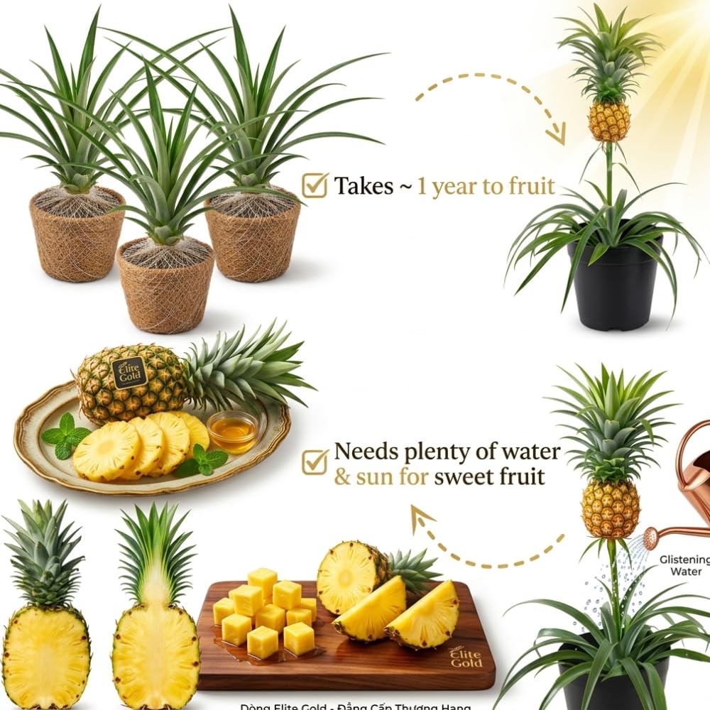 2 Elite Gold Pineapple Plant Live, Pineapple Tree Shrub Bush for Outdoor Planting, Sweet Fruit Tree, Hardy and Well-Rooted, 4-6 Inches Tall