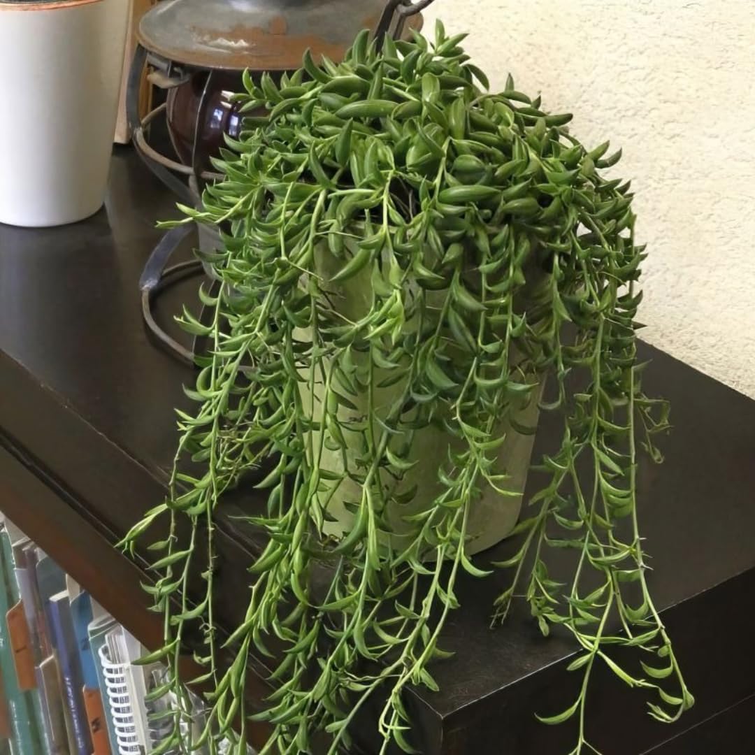 String of Banana Live Plants, Easy Indoor Trailing Succulent in 2.5" Pot, Hanging Succulent Houseplant Indoor Outdoor Planting