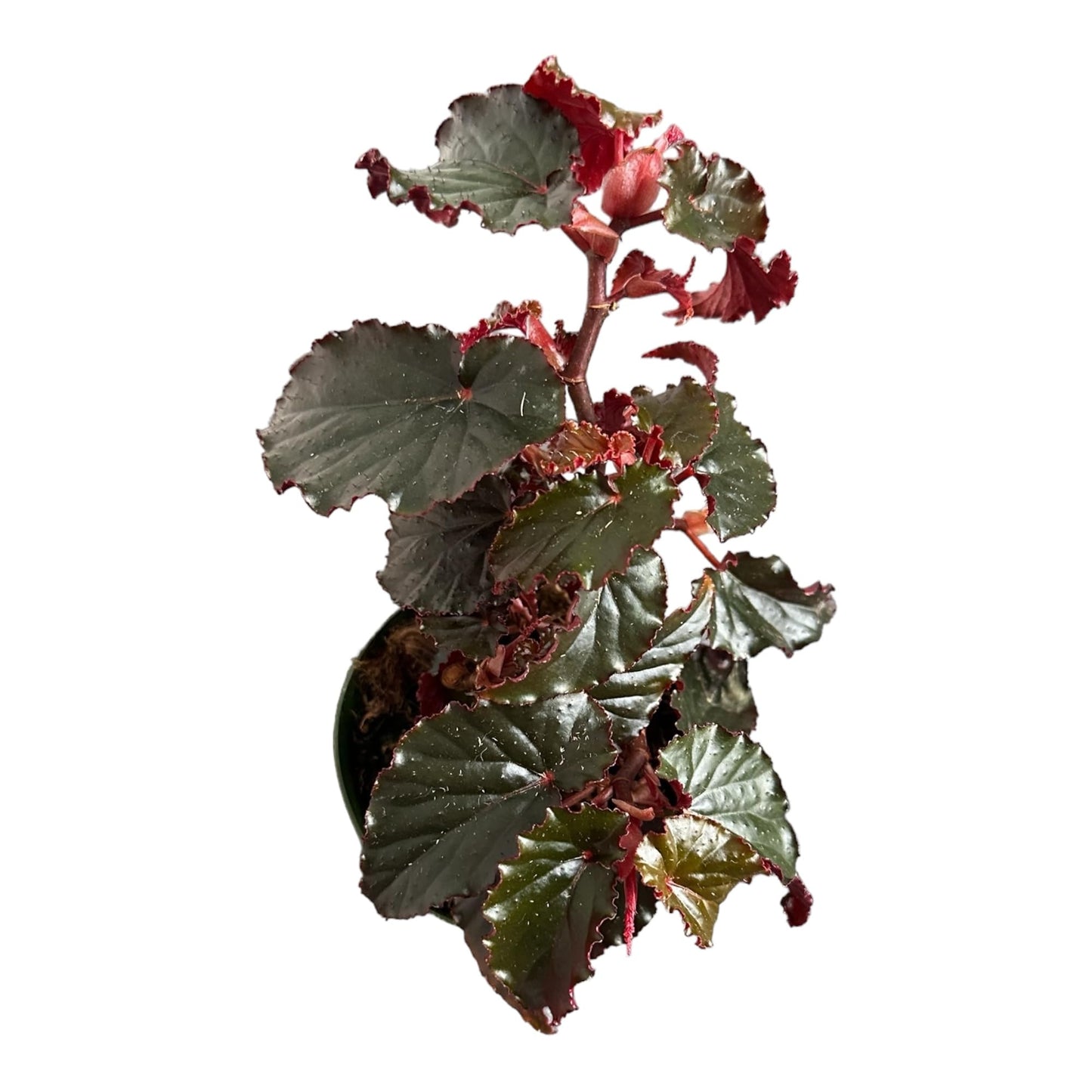Hopewind plants shop Begonia Black Magic, Begonia Rex, 4 inch Pot, Very Unique and Easy to Care Live Plant