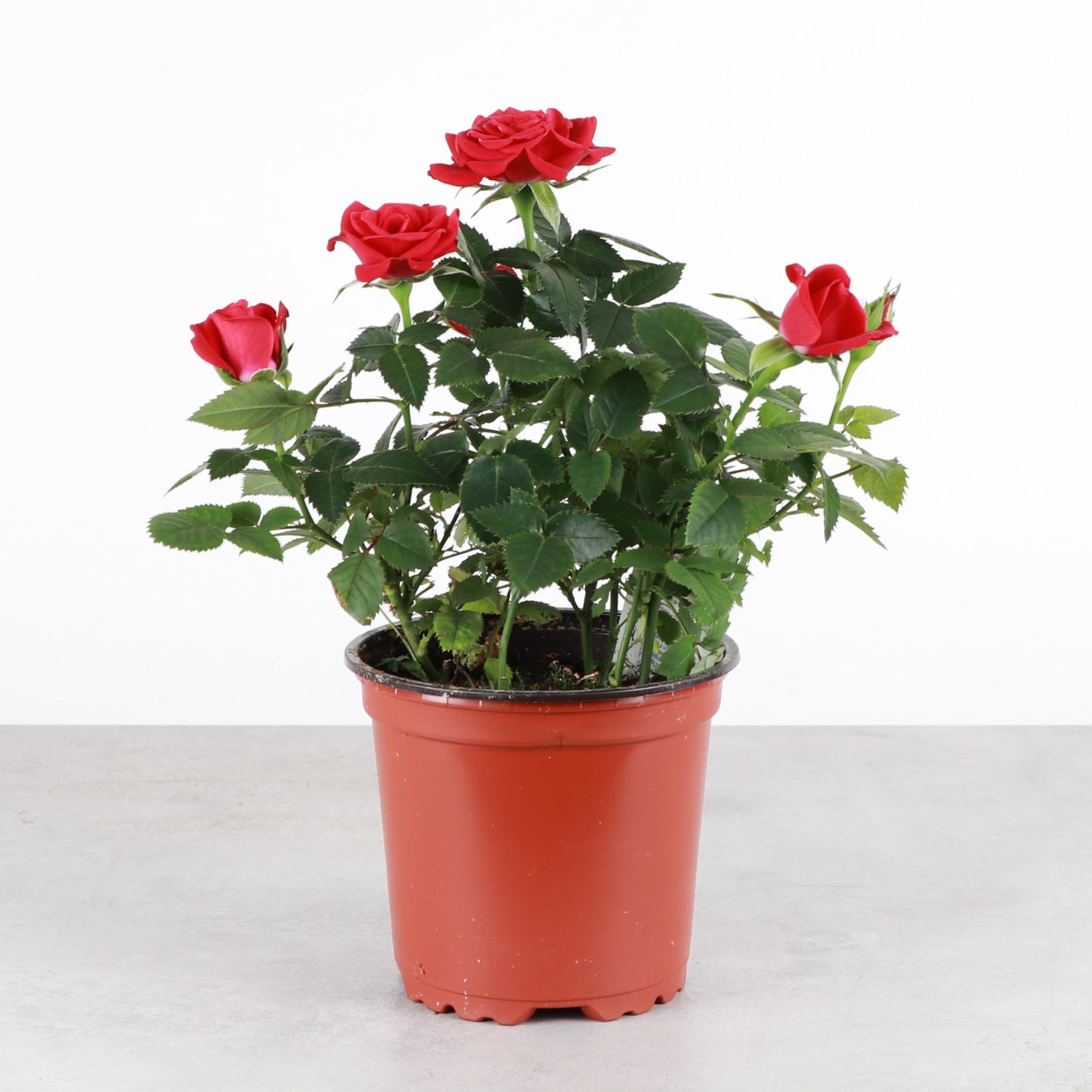 Thorsen's Greenhouse Mini Rose Bush, Spring Blooming Live Plant, Suprise Bloom Color, 4" Diameter Plant (Nursery Pot)