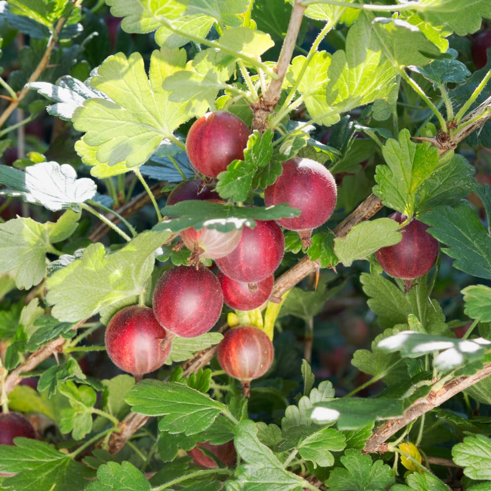 Jeanne Gooseberry Live Plant 5-7 Inch Starter in Soil, No Pot - Sweet Red Gooseberry Fruit Shrub, Thornless Hardy Berry Plant for Outdoor Garden