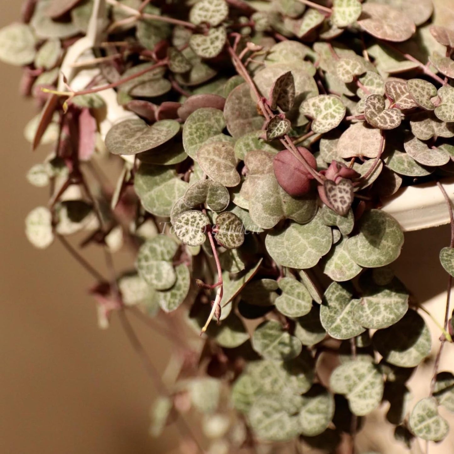 String of Hearts Plant Live | Different Houseplants in 6 Inch Pot | Fast-Growing Trailing Houseplant | Suitable for Home & Office Decor | Fully Rooted Trailing Houseplant for Indoor Décor & Easy Care
