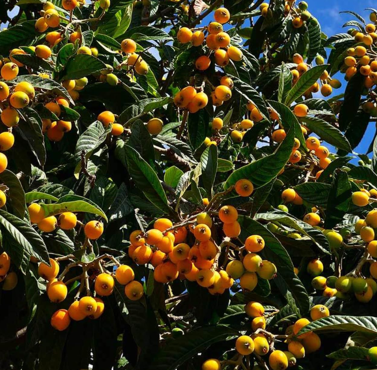 Grafted Loquat (Eriobotrya Japonica) Tropical Plantae Live Fruit Tree 2′-3′ feet