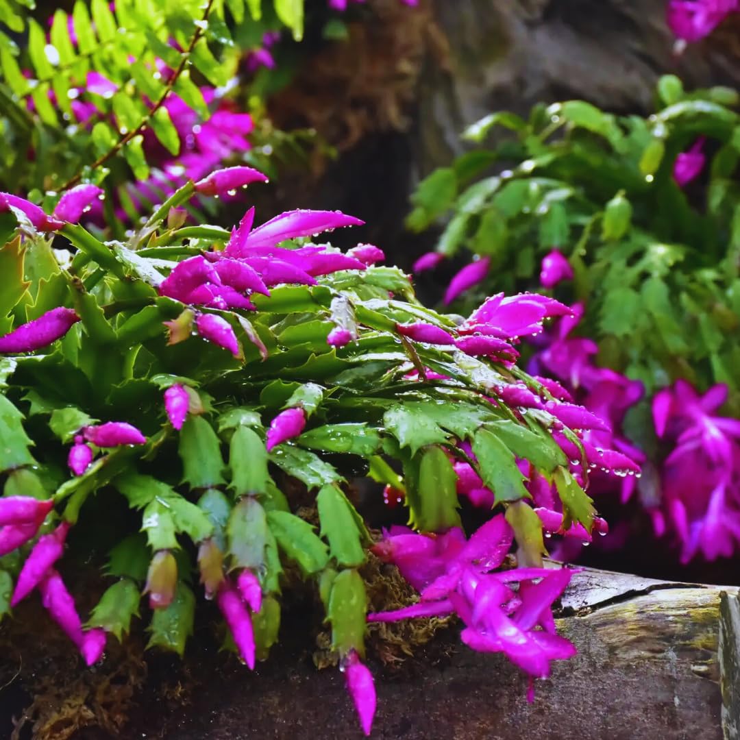 2 Mix Christmas Cactus Plants Live, Live Christmas Cactus Plant, 4 Inc Potted