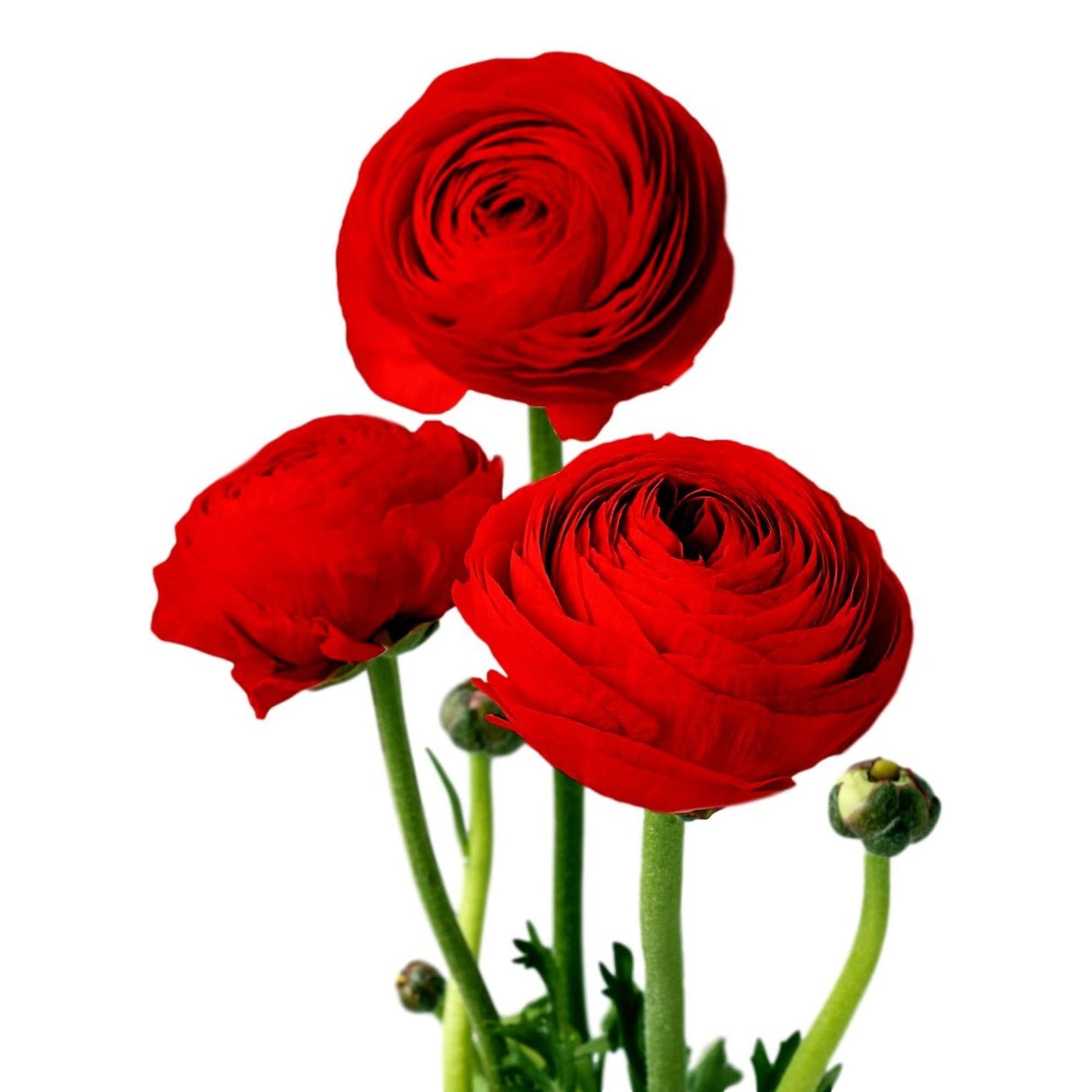 Easy to Grow Ranunculus Tecolote Red 10 Plant Bulbs - Spring Red Blooms in Sun, Carlsbad Flower Fields, Great for Cutting
