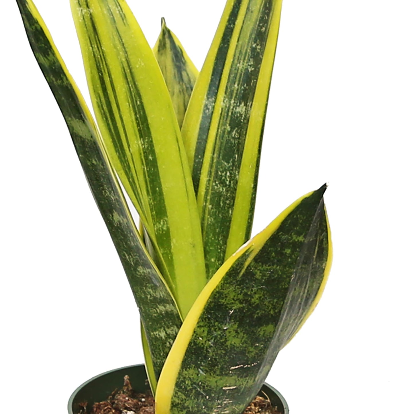 Live Snake Plant, Sansevieria Golden Flame, Mother's Day Gift, Plant Lover Gift, Housewarming Gift, Fully Rooted Houseplant, Variegated Plant, Co-Worker Gift, Birthday Gift in 4" Pot