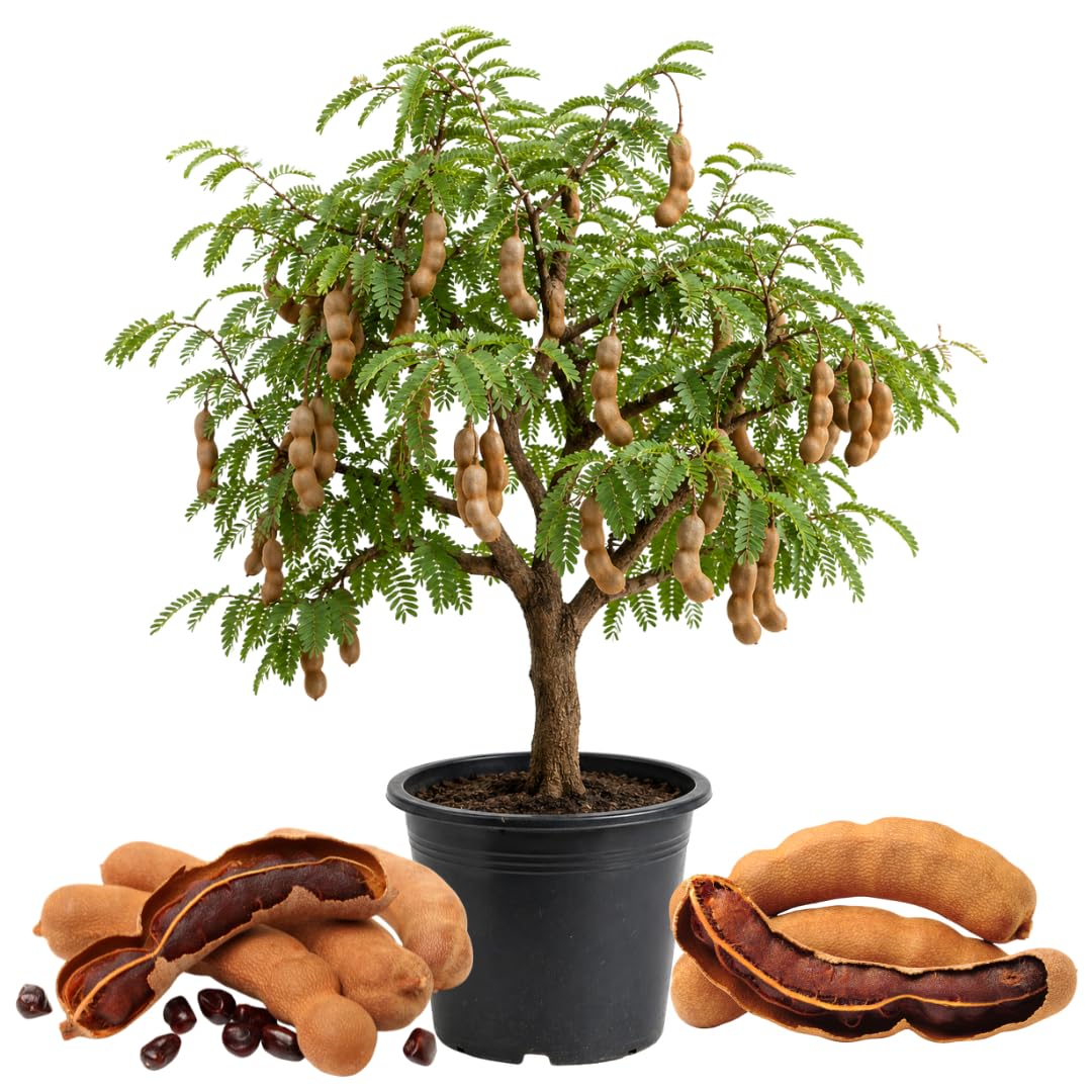Live Tamarind Tree, Sour Tamarind Fruit Tree, 2–3 Feet Tall in 3 Gallon Pot, Ready to Grow, No Ship to CA