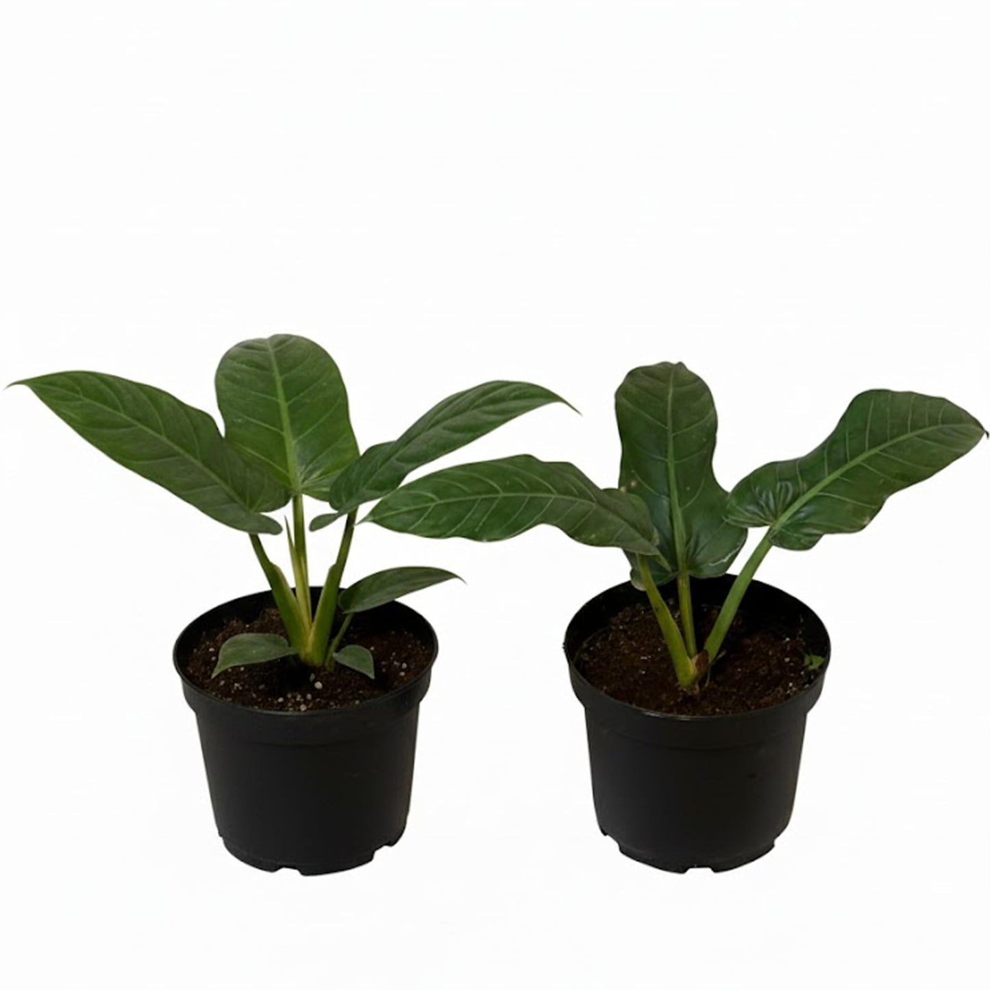 LEAL PLANTS ECUADOR Philodendron SP Napo (Pack of 2)| Heart-Shaped Green House Plant for Indoor Decor | Live Tropical Plant for Home or Office | Elephant Ear Plants