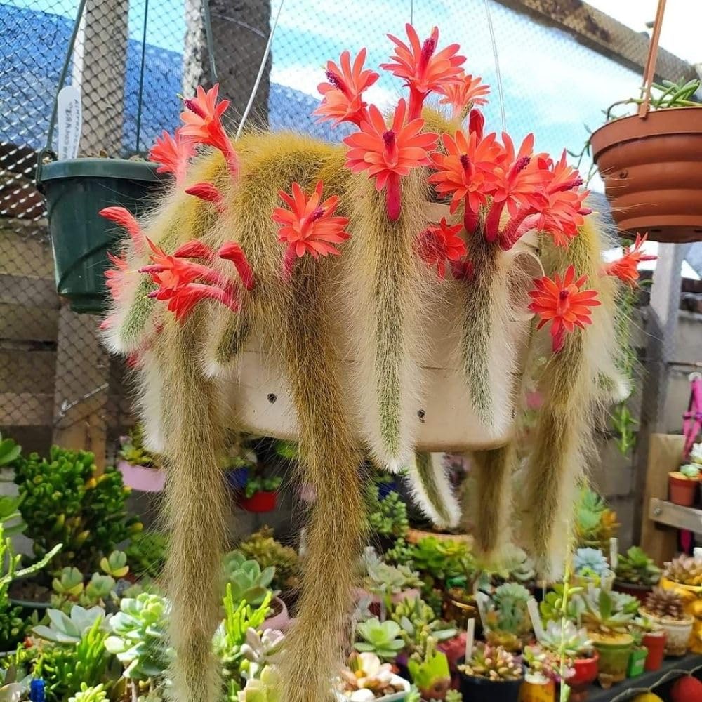 Rare Monkey Tail Cactus Live Plant in 2 Inch Pot, Trailing Cactus Succulent for Indoor Outdoor Planting