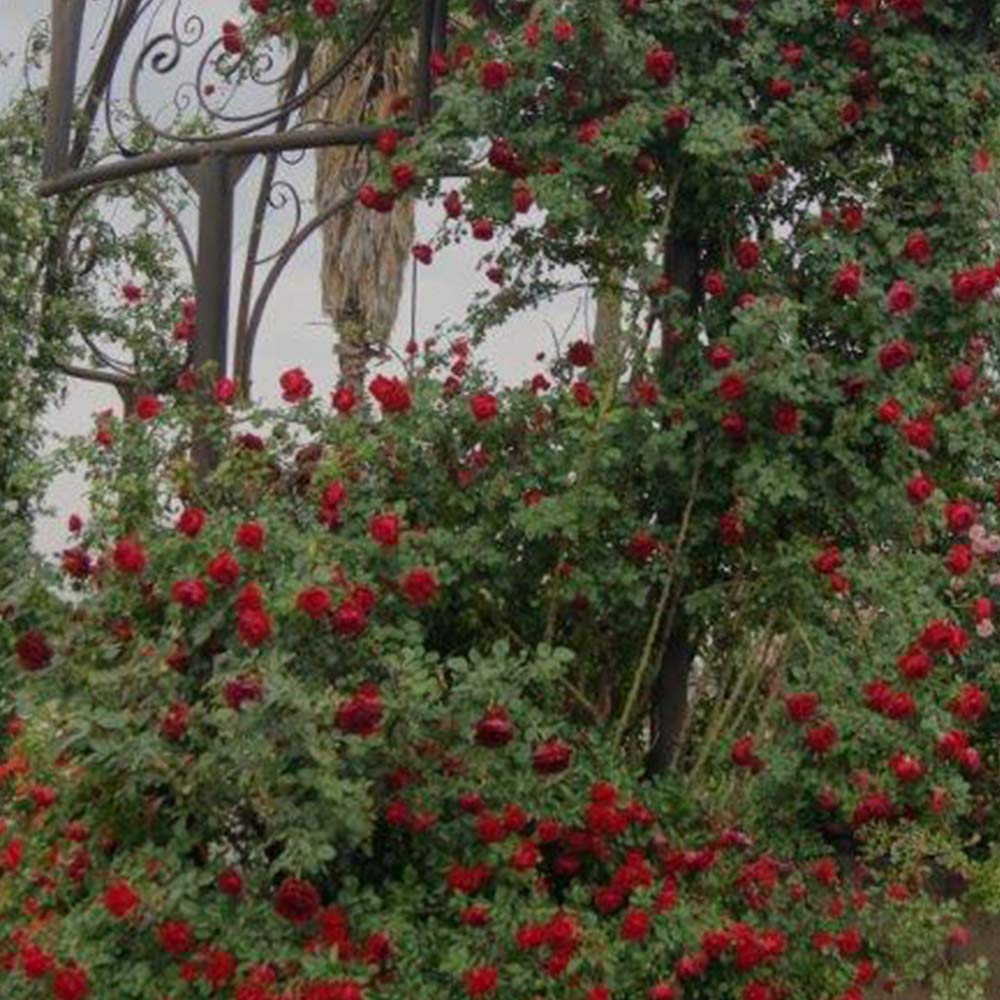 Heirloom Climbing Roses, Live Own Root Plant for Outdoor Garden, Cherry Garland™, Moderately Fragrant, Hardiness Zones 6-9, Continual Blooming