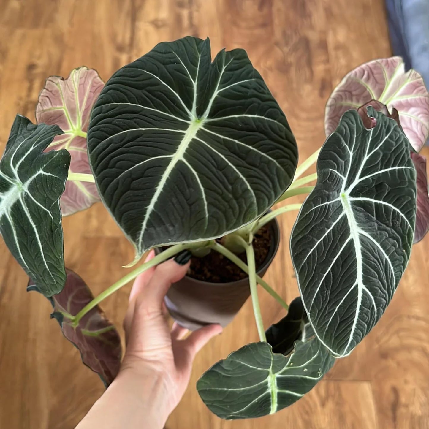 Black Velvet Alocasia Live Plant, Rare Alocasia Plant, House Plant, House Plant Indoors Live 6 Inches Tall No Pot