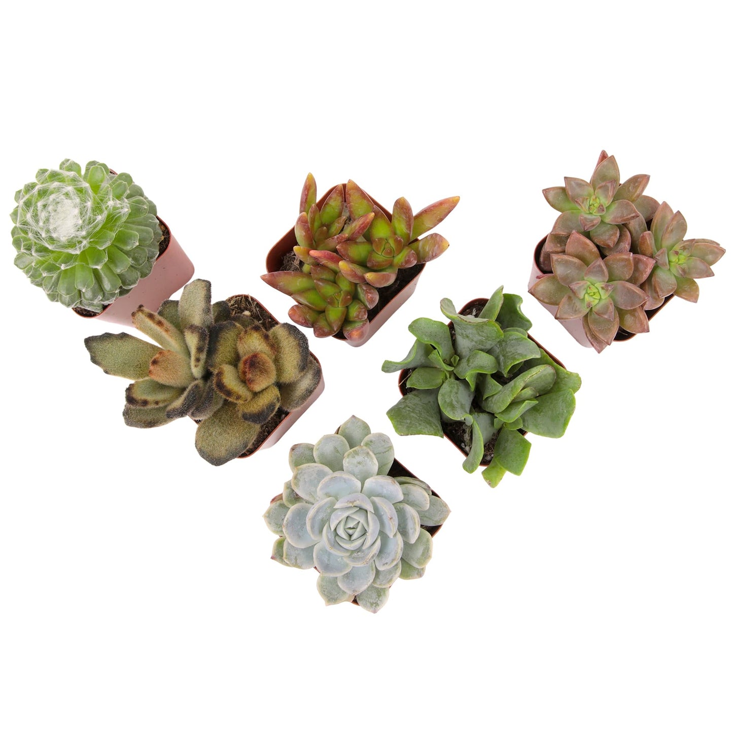 Live Succulents Plant Pack (6-Pack), Real Succulent Plants & Mini Plants for Beginners, Live House Plants, Mini Succulents, Outdoor & Indoor Plants, Live Plants in 2" Grower Pots by Plants for Pets