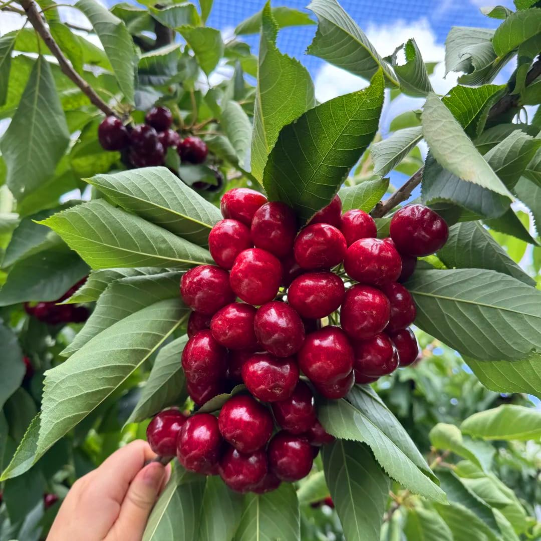 Mixrug Cherry Seeds for Planting Outdoor, 20pcs Cherry Tree Seed Non-GMO Heirloom Sweet Edible Fruit, Sweet Juicy Fruits Plant in Your Home Garden
