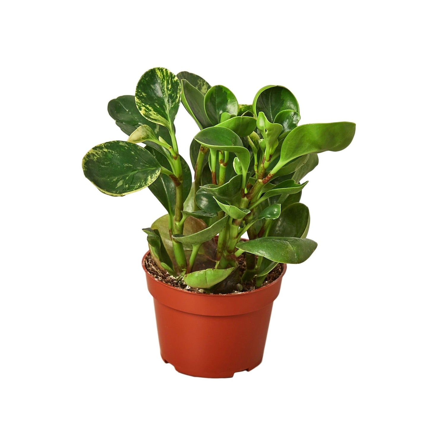 Peperomia 'Marble' | Live Plant for Indoor & Outdoor | for Living Room, Office, Bathroom | (4" Pot)