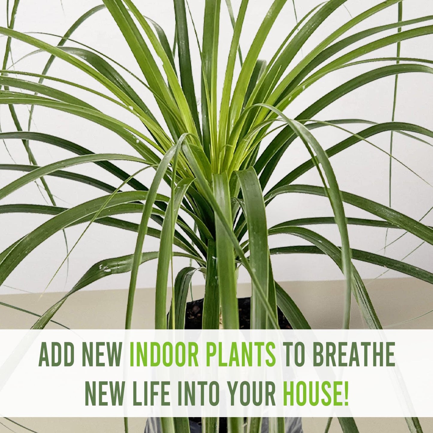 LEAL PLANTS ECUADOR Beaucarnea Recurvata - Ponytail Palm Plant Bonsai | Miniature Elephant Foot Tree | Air-Purifying Indoor Plant for Home & Office | Low-Maintenance Houseplant