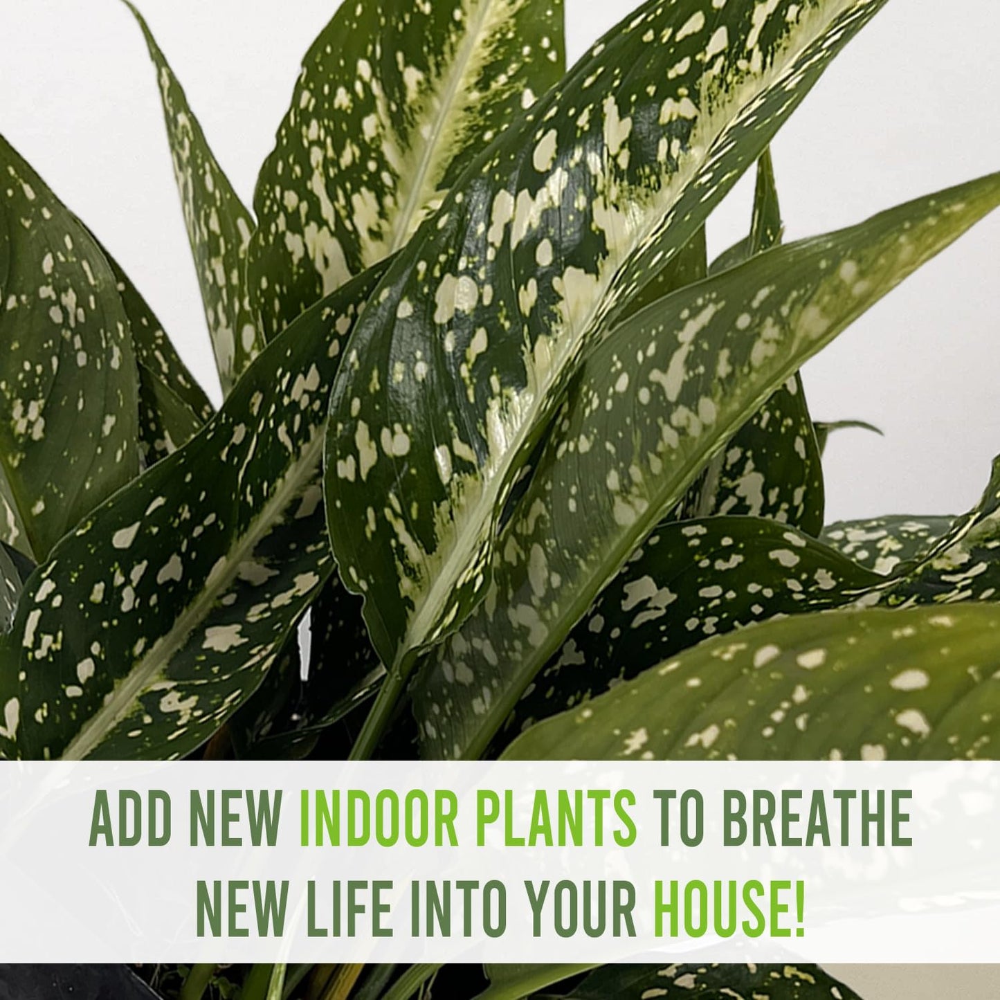 LEAL PLANTS ECUADOR Aglaonema Perdiz| Vibrant Chinese Evergreen | Easy-Care Indoor Plants | Lush Tropical Décor | Air-Purifying Houseplants | Ideal for Bright Spaces