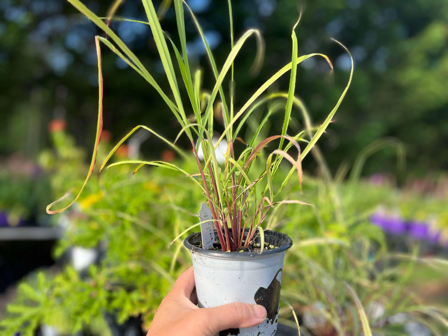 7 Lemon Grass Plants Live Outdoor, No Pot, Well-Rooted 4-8" Tall Lemon Grasses Live Plant for Outside, Starter Lemongrass Plant Indoor Outdoor Planting