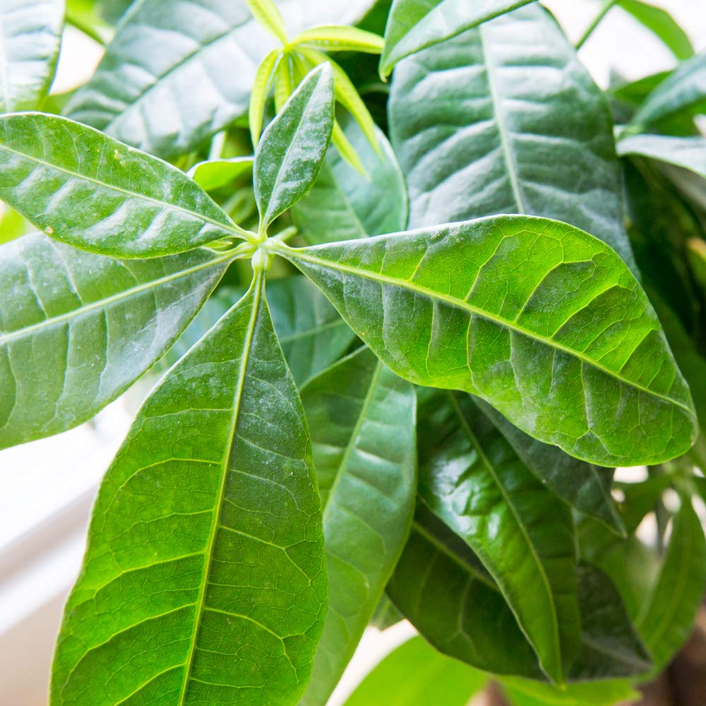 Perfect Plants Braided Money Tree 5in. in Midnight Blue Décor Pot | | Pachira Aquatica | 15in Tall | Easy Care Houseplant | Perfect for Low Light Conditions | Air Purifying