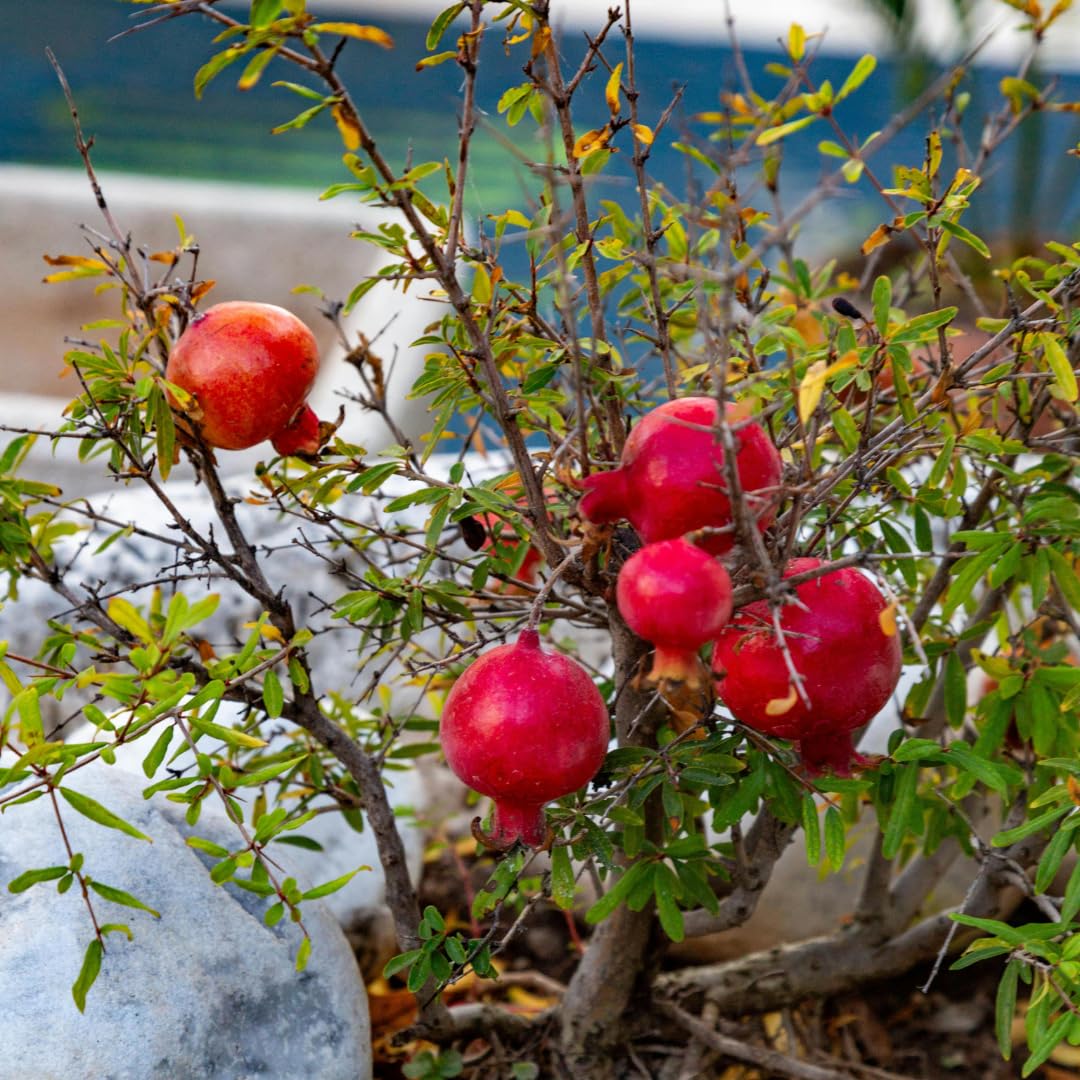 Live Pomegranate Plant Live, Sweet Pomegranate Fruit Tree, 8-10 Inches Tall in 4 Inch Pot, Ready to Grow