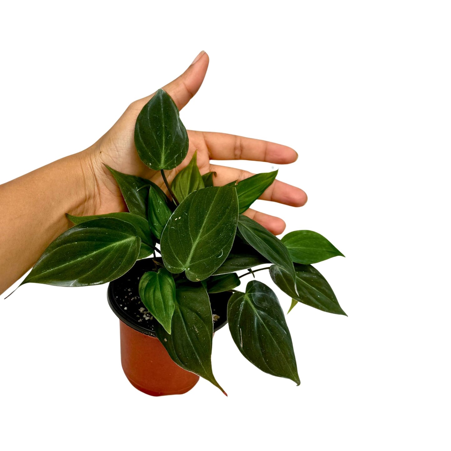 PLANTVERS Philodendron Micans in a 3" Grow Pot | Velvet Leaf Trailing Vine | Tropical Indoor Plant | Easy-Care Houseplant