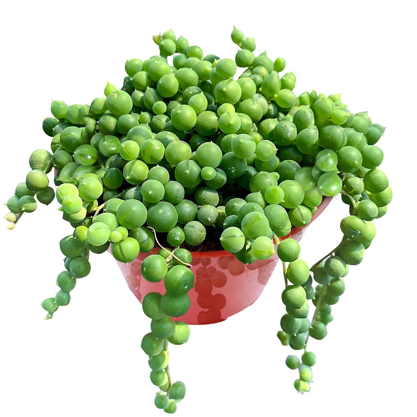 Sprout N Green 4" String of Pearls, Live Trailing Succulent Fully Rooted in Pots with Soil Mix, for Home Office Wedding Hanging Decoration, DIY Projects, Party Favor, Keep Away from Pets