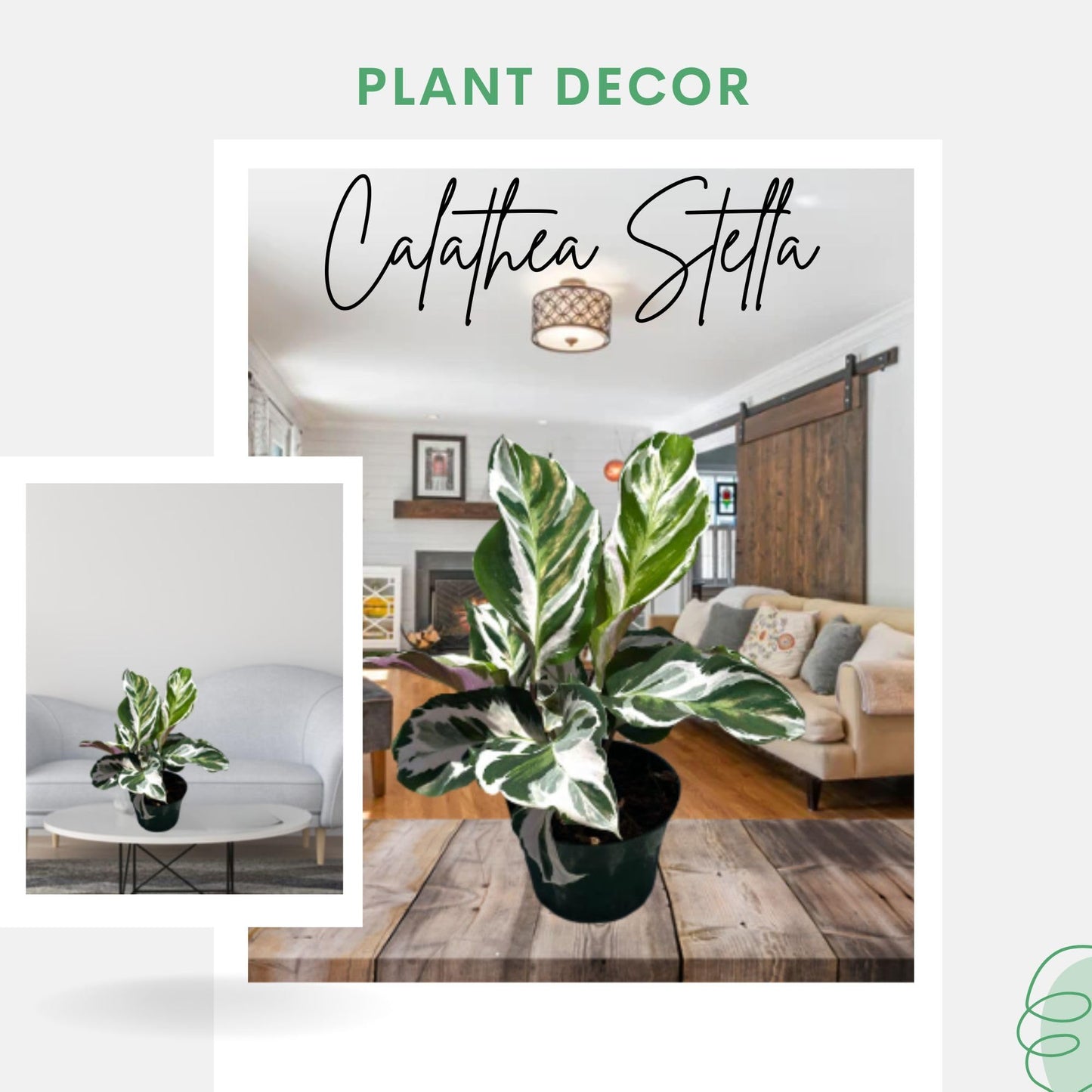 Calathea Live Plant in 4" Pot - Calathea Stella Plant Live - Pet Safe Easy to Grow Indoor Houseplants Flowers for Home Office Wedding Decor & Birthday Gift (Heat Pack Included)
